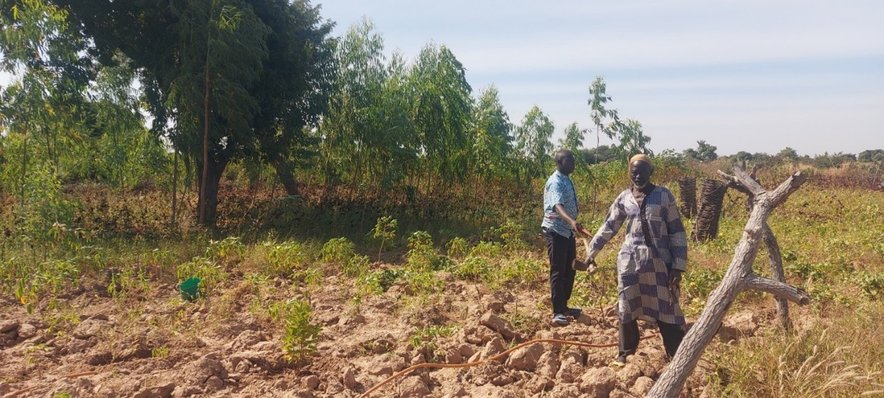 Reforestation in Mali