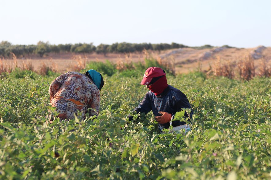 Farming in Syria