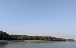 Mangrove forest meeting the sea