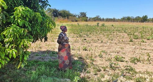 A woman looks out over a dry field, planted with unhealthy looking crops