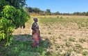 A woman looks out over a dry field, planted with unhealthy looking crops