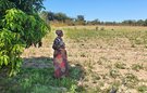 A woman looks out over a dry field, planted with unhealthy looking crops