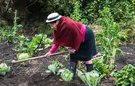A woman tenders to a field of crops
