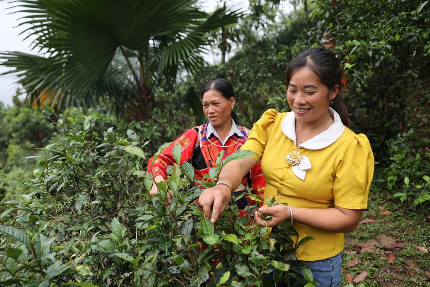 Tea production in Vietnam