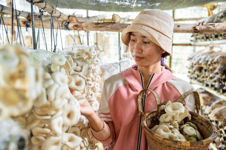 A businesswoman picks mushrooms in Vietnam