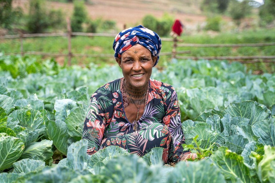 A woman squats in a plot of green cabbages