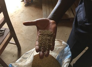 A person's hand holding some grain they have taken out of a sack