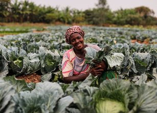 A woman farming cabbages