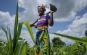 A woman stands holding a large spade in a field