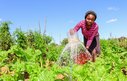A woman watering her crops