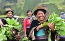 Three women with a crop of radishes, on a farm with a mountains in the background