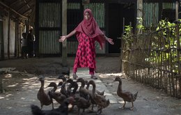 Young girl in Bangladesh with a group of ducks