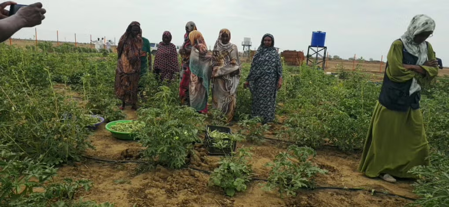 Members of a women farmers' group in South Kordofan harvest okra